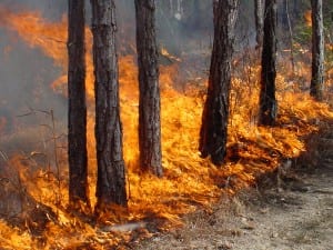 Preventing Fire Damage And Spread