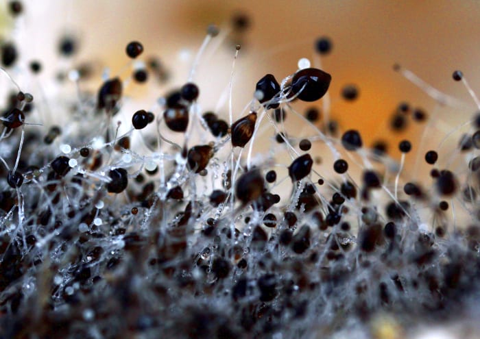 mold removal