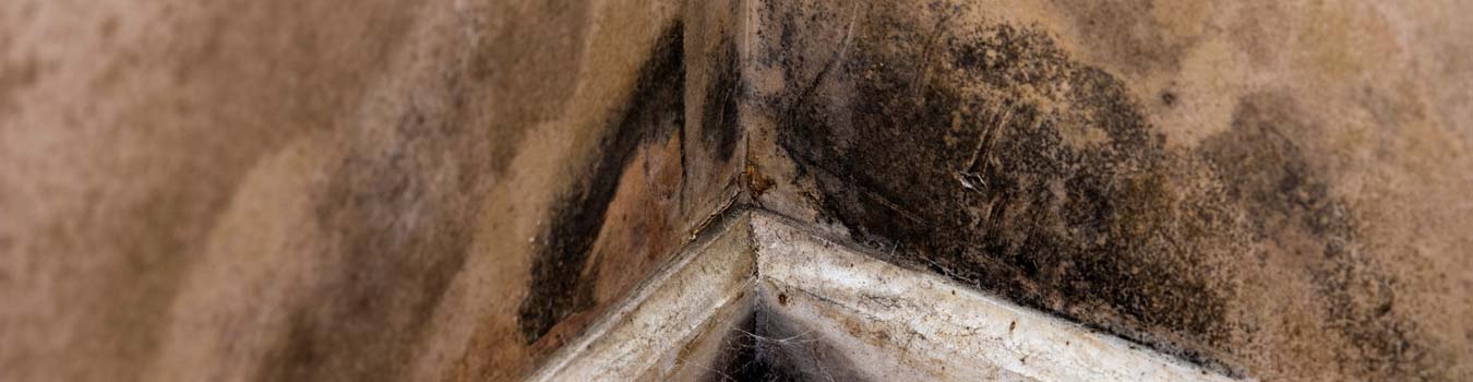 Mold Growth In The Corner Of A Room