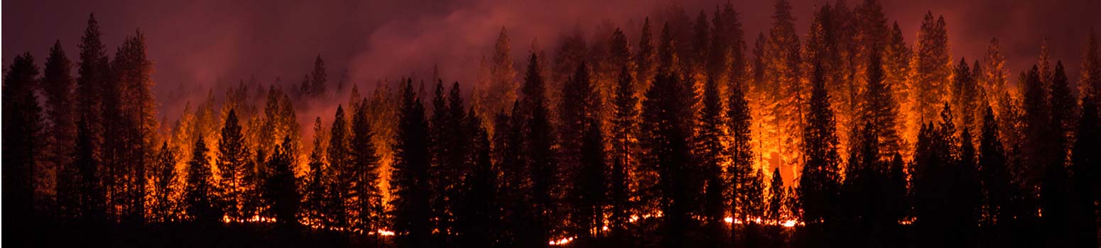 Forest Fire Panorama