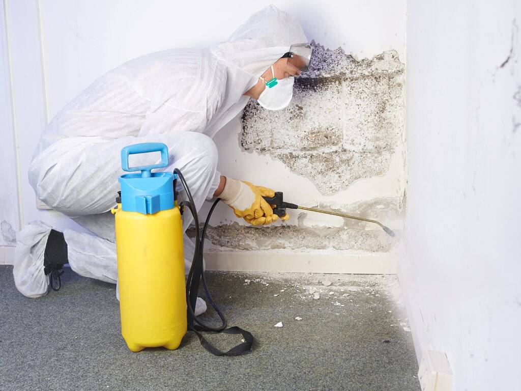 Mold removal expert