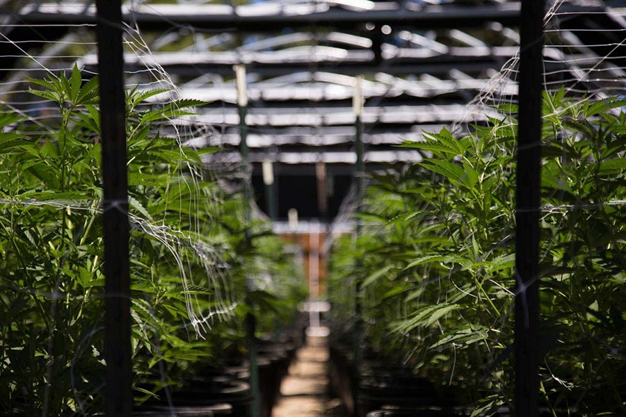 Cannabis Grow House Facility Services